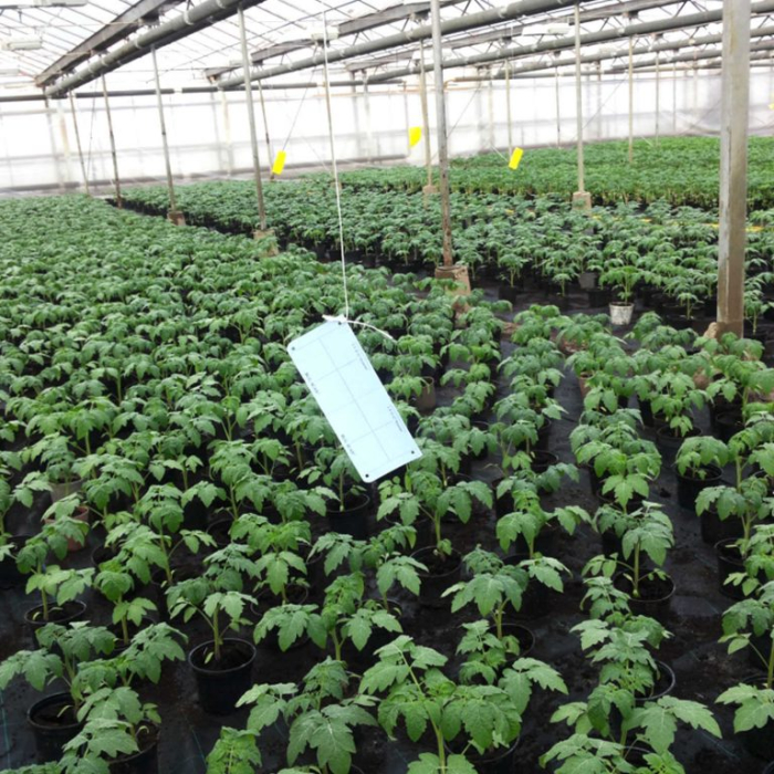 Set 20 Capcane Albastre Adezive Klastorf, 25 x 10 cm, cu Feromoni, Special pentru Tripsi [4]