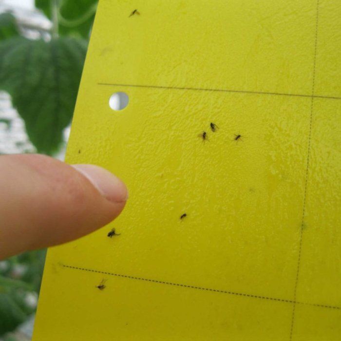 Set 20 Capcane Galbene Adezive Klastorf, 25 x 10 cm, cu Feromoni, pentru Musculita Alba, Afide si Miniere [4]