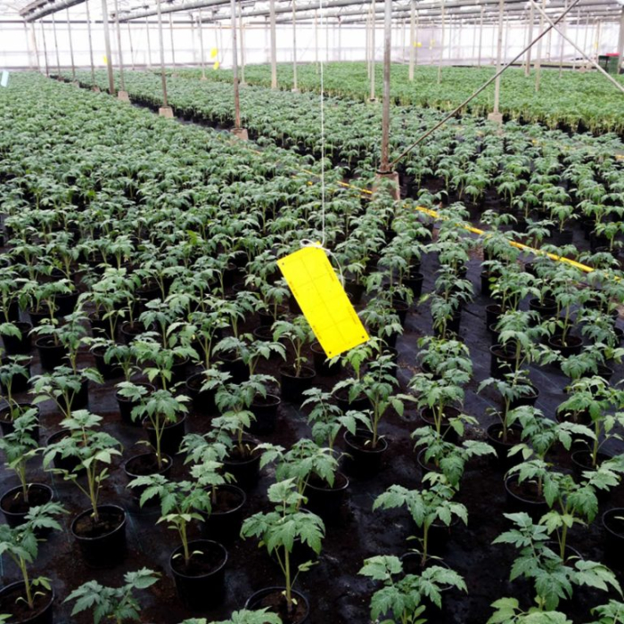 Set 20 Capcane Galbene Adezive Klastorf, 25 x 10 cm, cu Feromoni, pentru Musculita Alba, Afide si Miniere [3]