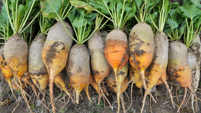 Sfecla Furajera Beta Rozsaszinu – Radacini Mari, Randament Ridicat, Furaj Premium 50g [2]