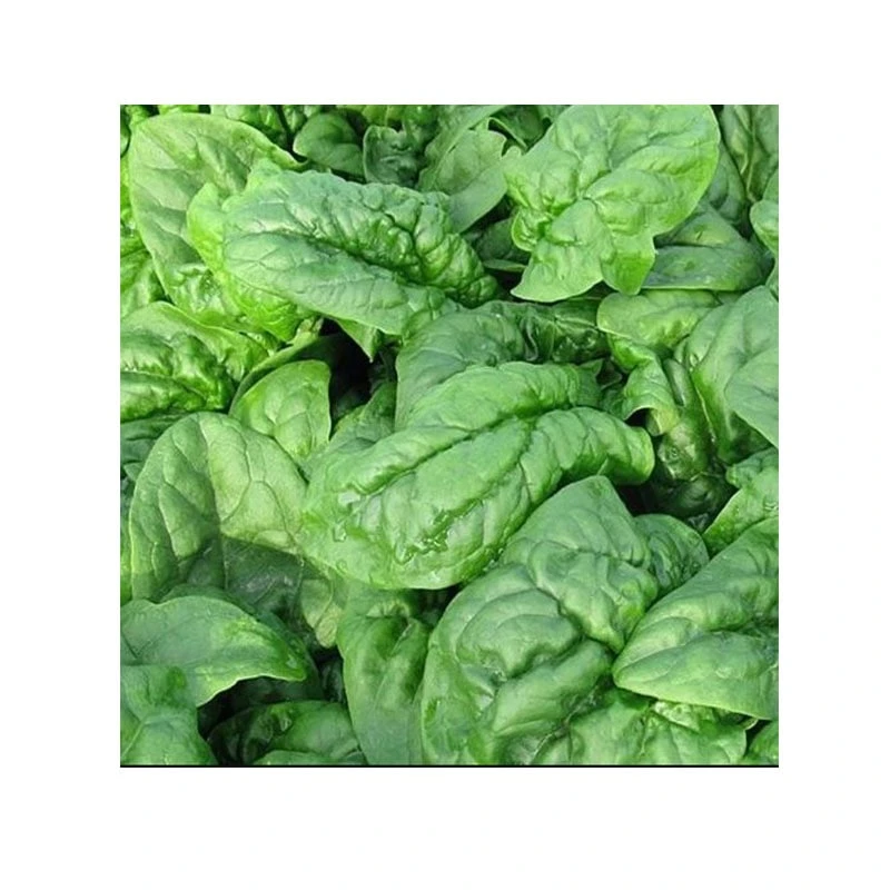 Spanac Matador 100g – Frunze Mari, Fragede, Rezistent la Temperaturi Scazute [2]