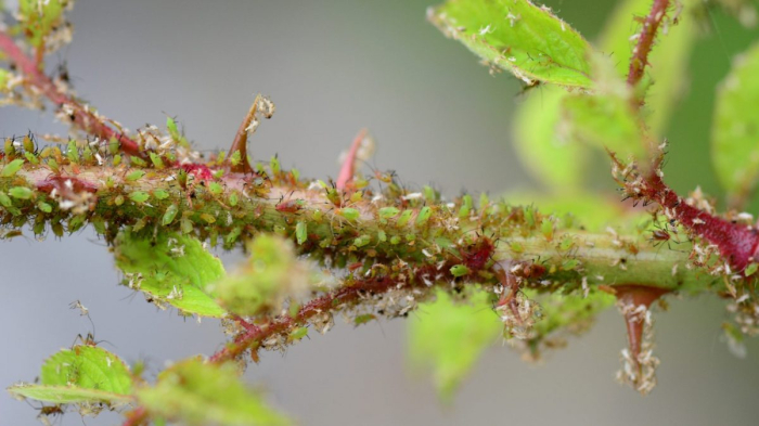 Spray impotriva afidelor 250 ml Biopon - Protectie Rapida si Eficienta pentru Plante [2]