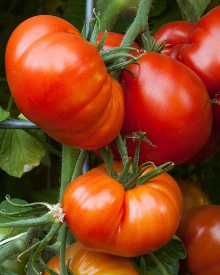 Tomate Beefmaster F1 [2]