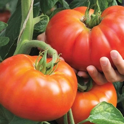 Tomate Beefmaster F1 [3]