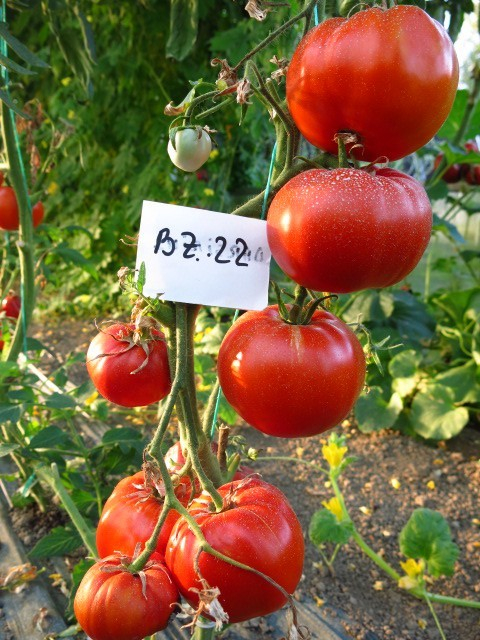 Tomate Buzau 22 - 0.2 g [3]
