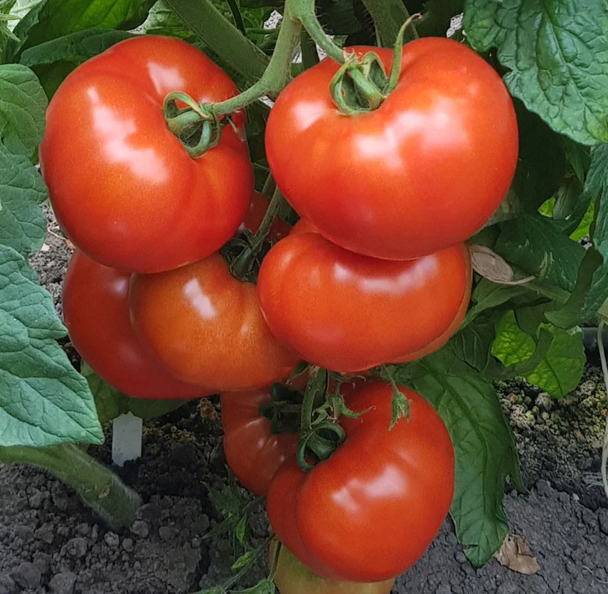 Tomate Buzau 22 - 0.2 g [2]