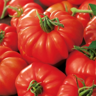 Tomate Marmande 1/2 gr [3]