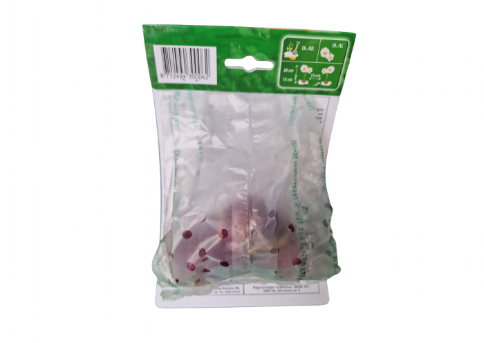 Zambila albastra / Hyacinthus Delfts blue [2]