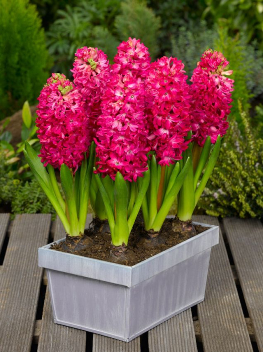 Zambila Roz / Hyacinthus Jan Bos 3 bulbi [1]