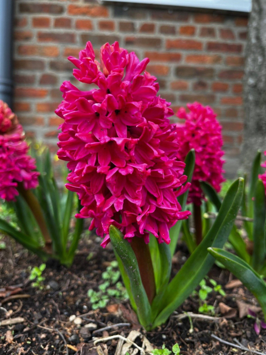 Zambila Roz / Hyacinthus Jan Bos 3 bulbi [2]