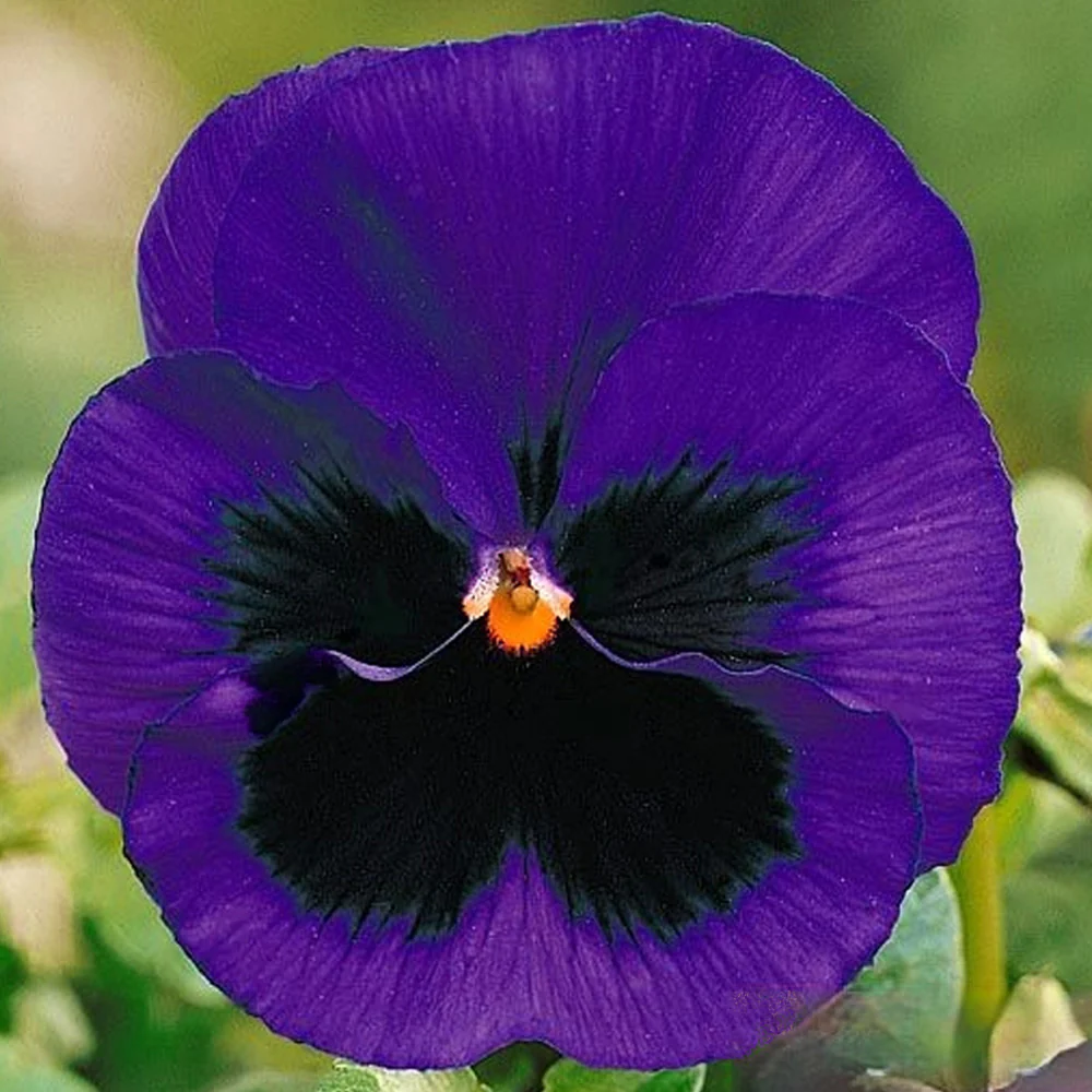 Seminte Flori Panselute Albastre Inchis 0.25g Kertimag - Viola Wittrockiana pentru Gradina [1]