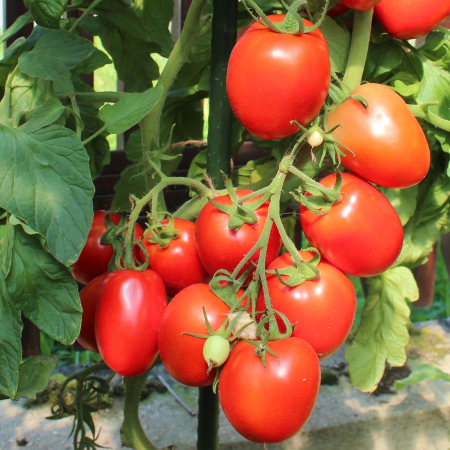 Seminte Tomate Terion 0.5g Kertimag - Soi Determinat cu Fructe Cilindrice si Ferme [1]