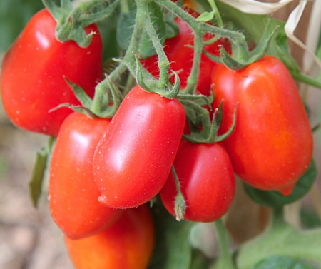 Seminte Tomate Terion 0.5g Kertimag - Soi Determinat cu Fructe Cilindrice si Ferme [2]