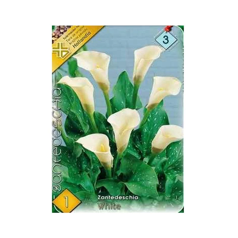 Bulb Cala Zantedeschia White - 1 buc - Alb Imaculat si Eleganta Clasica [1]