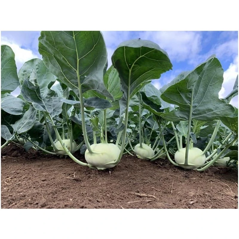 Seminte Gulie Gigant 2g Agrosem - Soi Productiv de Toamna [2]