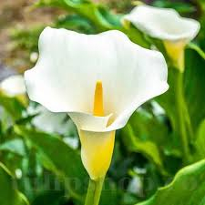 Bulb Cala Zantedeschia White - 1 buc - Alb Imaculat si Eleganta Clasica [3]