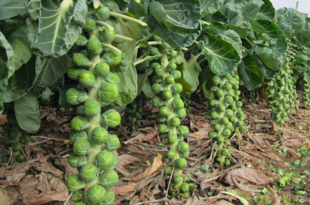 Seminte Varza de Bruxelles Rosella 2g Kertimag - Soi Productiv cu Gust Delicat [1]