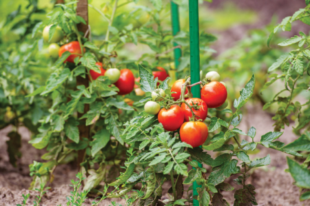 Arac Metalic pentru Gradina si Tomate Inalte 180cm Bradas, Tutor Otel Plastificat Gros Diametru 1.1cm Verde [1]