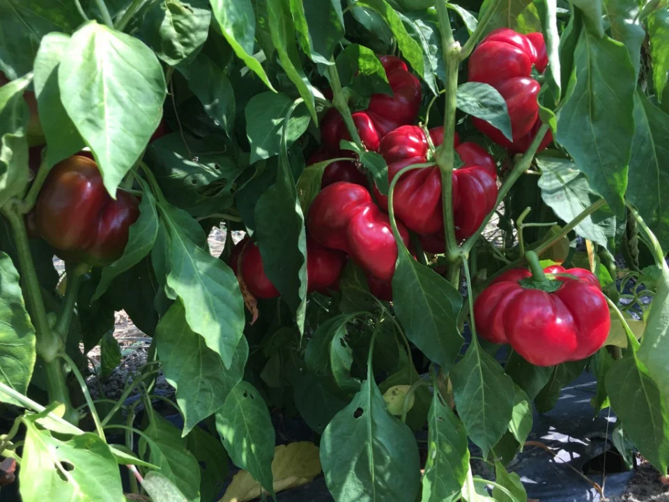 Ardei gogosar - Bucur 0.3g [1]