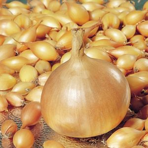 Arpagic - Arpagic Setton 10 kg - Productivitate Maxima si Rezistenta Superioara la Depozitare