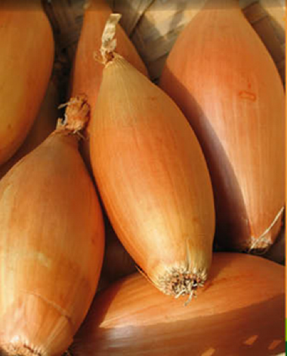 Arpagic Sonkahagyma 10 kg - Ceapa Lunga tip Esalota pentru Productii de Calitate [1]