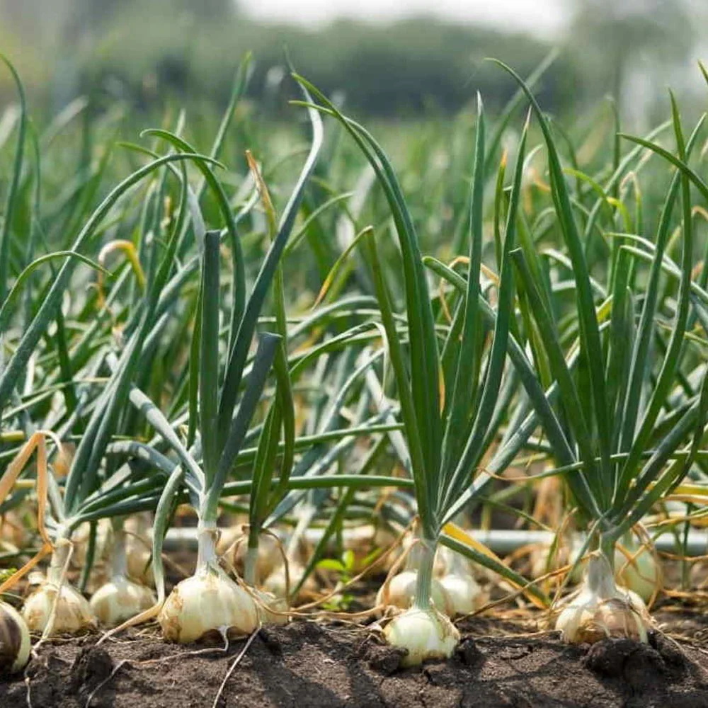 Arpagic Stuttgarter Riesen 10 kg - Cel Mai Popular Soi pentru Recolte Sigure si Bogate [2]