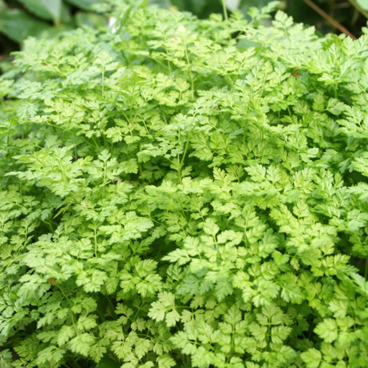 Seminte Asmatui 0.5g Kertimag - Planta Aromatica Hasmatuchi cu Aroma de Anason [1]