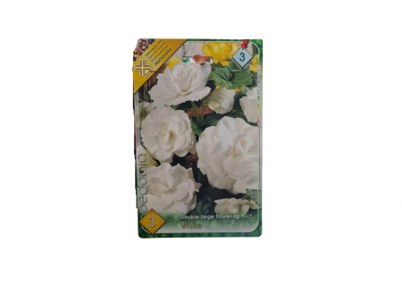 Seminte - Begonia Double Large White CAT 3