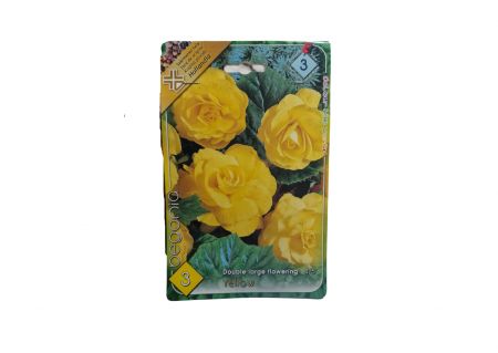 Seminte - Begonia Double Large Yellow CAT 3