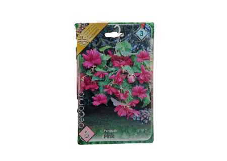 Seminte - Begonia Pendula Pink CAT 3