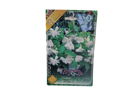 Seminte - Begonia Pendula White CAT 3