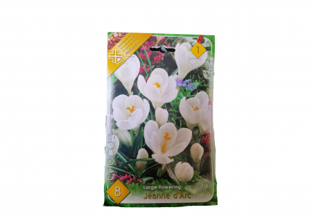 Bulbi de flori - Branduse albe / Crocus Jeanne D'arc vernus