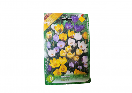 Bulbi de flori - Branduse mix de culori/ Crocus Mix Botanical