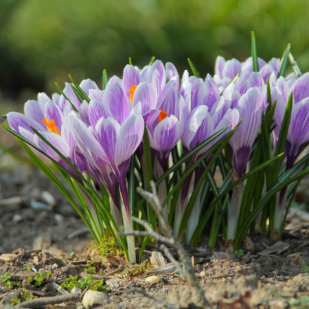 Branduse Mov-Alb / Crocus Pickwick - 8 bulbi [1]