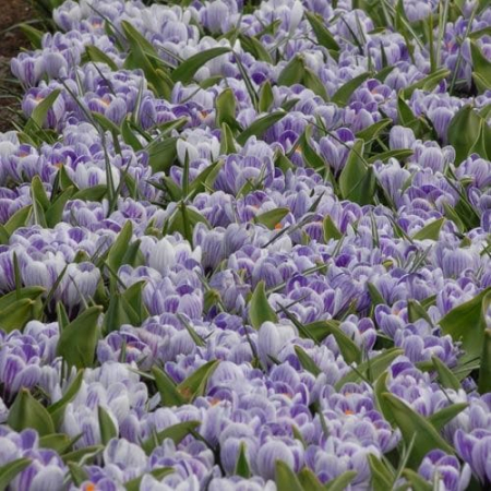 Bulbi de flori - Branduse Mov-Alb / Crocus Pickwick - 8 bulbi