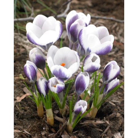 Bulbi de flori - Branduse mov-alb / Crocus Prince Claus - 10 bulbi