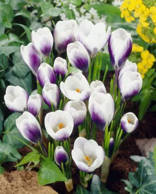 Branduse mov-alb / Crocus Prince Claus - 10 bulbi [1]