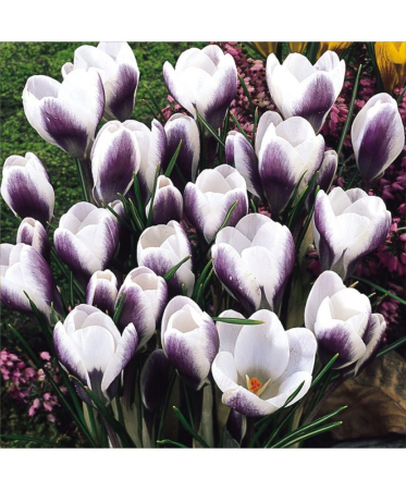 Branduse mov-alb / Crocus Prince Claus - 10 bulbi [2]