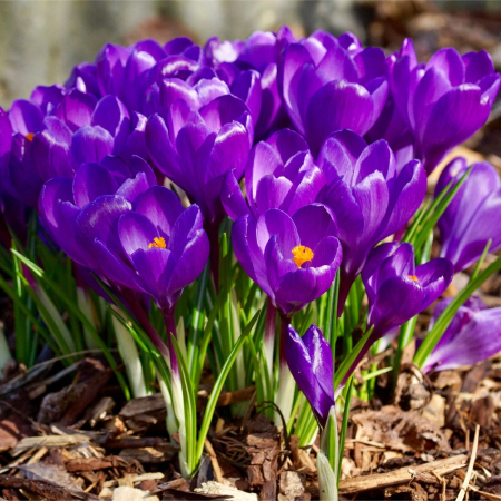 Branduse Mov / Crocus Flower Record 8 bulbi [1]