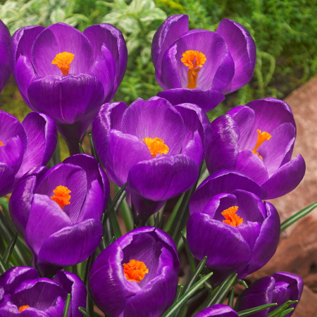 Bulbi de flori - Branduse Mov / Crocus Flower Record 8 bulbi