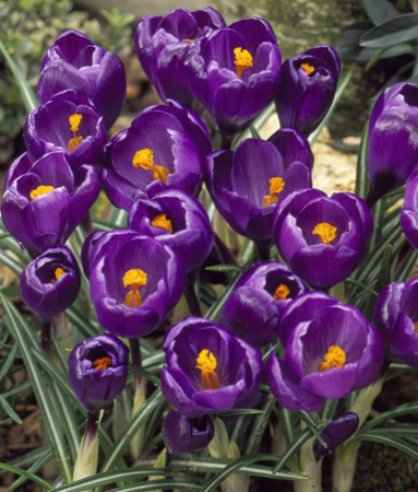 Branduse Mov / Crocus Flower Record 8 bulbi [2]