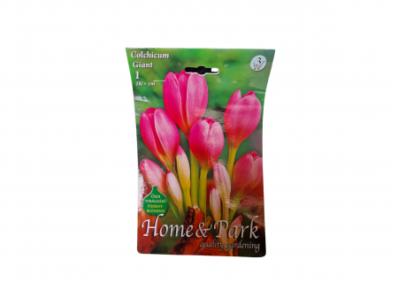 Bulbi de flori - Branduse roz / Colchicum Giant