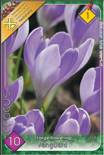 Bulbi de flori - Branduse violet / Crocus Vanguard
