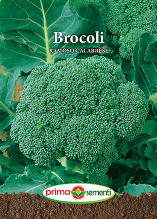 Seminte broccoli - Brocoli Ramoso Calabrese