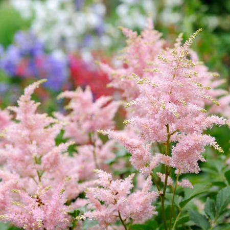 Bulb Astilbe Pink - 1 buc - Flori Roz tip Pana pentru Umbra [1]
