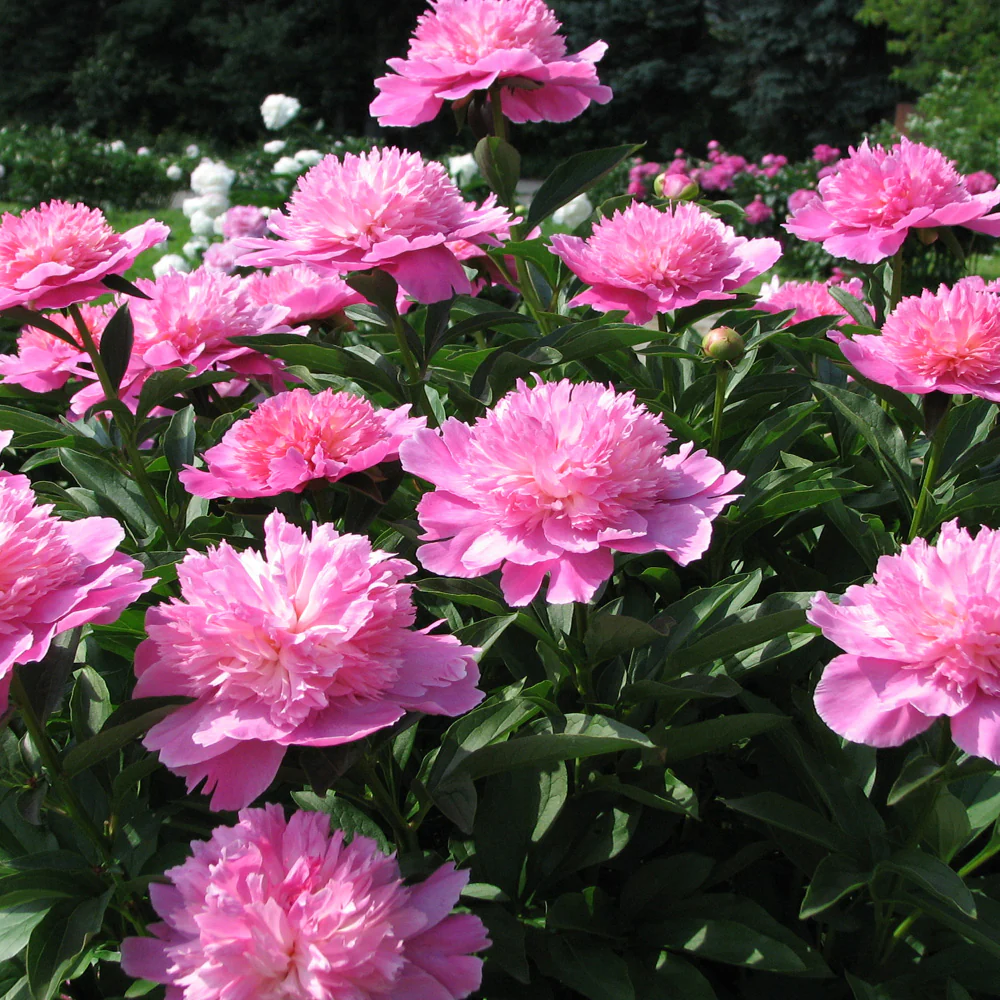 Bulb Bujor Paeonia Pink - 1 buc - Flori Mari Roz Parfumate [3]