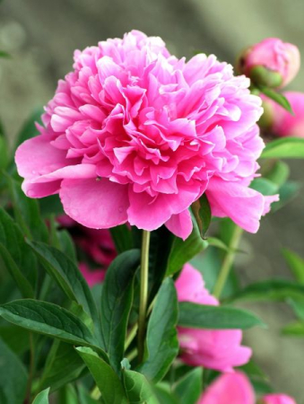 Bulb Bujor Paeonia Pink - 1 buc - Flori Mari Roz Parfumate [2]