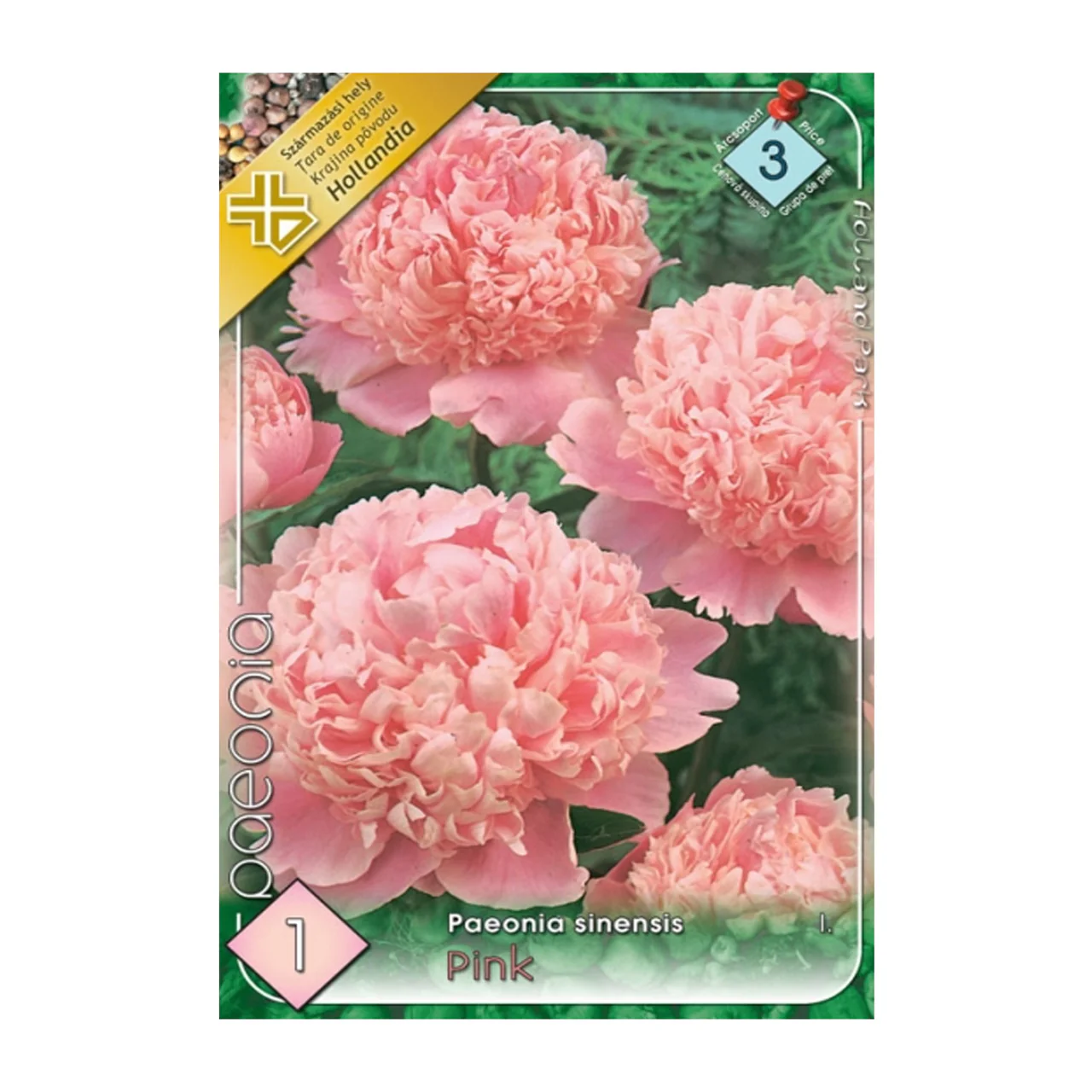 Bulbi de flori - Bulb Bujor Paeonia Pink - 1 buc - Flori Mari Roz Parfumate