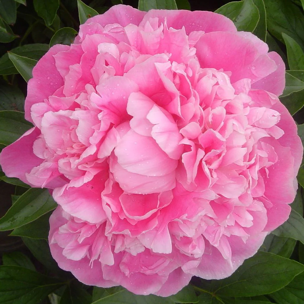 Bulb Bujor Paeonia Pink - 1 buc - Flori Mari Roz Parfumate [1]