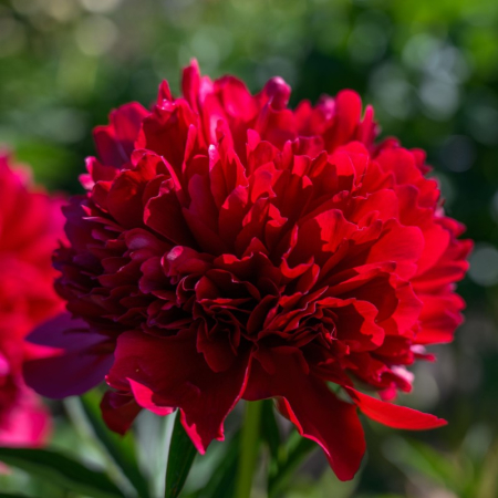 Bulbi de flori - Bulb Bujor Paeonia Red - 1 buc - Flori Mari Rosu Intens Parfumat